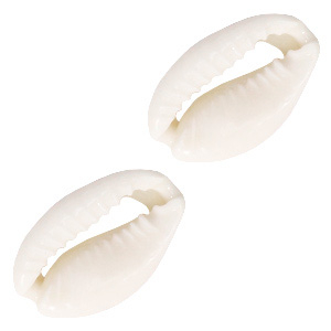Schelp kralen kauri Naturel white