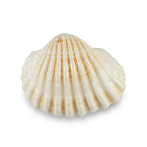 Schelp hangers specials Sint Jacobsschelp Creamy white