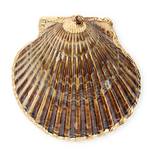 Schelp hangers specials Sint Jacobsschelp Dark brown-gold