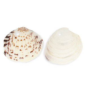Schelp hangers specials kokkel Off white-brown